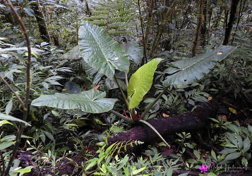 Alocasia nicolsonii