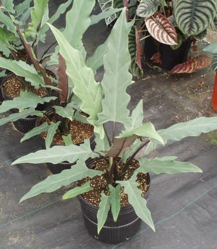 Alocasia lauterbachiana