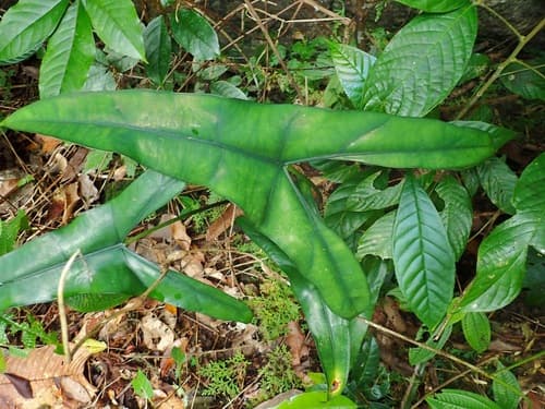 Alocasia wongii