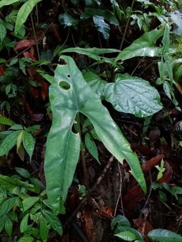 Alocasia culionensis
