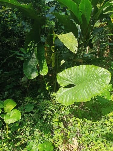 Alocasia alba