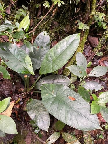 Alocasia perakensis