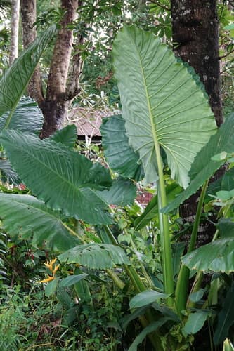 Alocasia hypoleuca