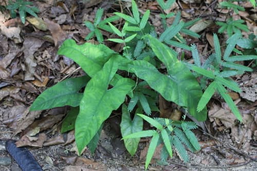 Alocasia boyceana