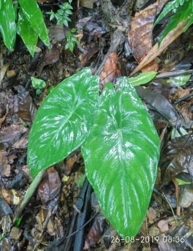 Alocasia acuminata