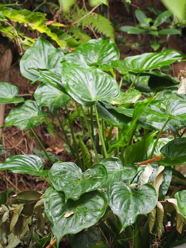 Buddha's Hand Taro