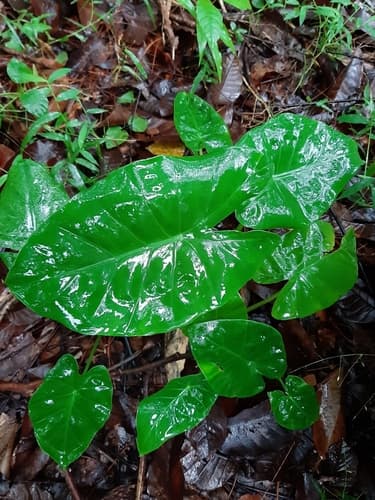 Alocasia jiewhoei
