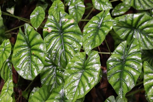 Alocasia Green Shield