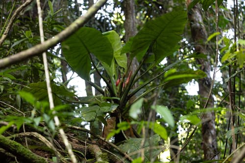 Alocasia hollrungii