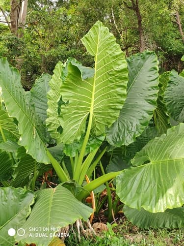 giant taro