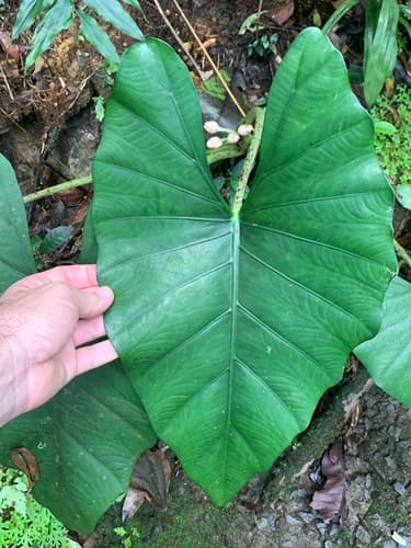 Alocasia scabriuscula