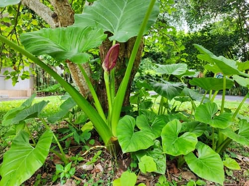 Alocasia gageana