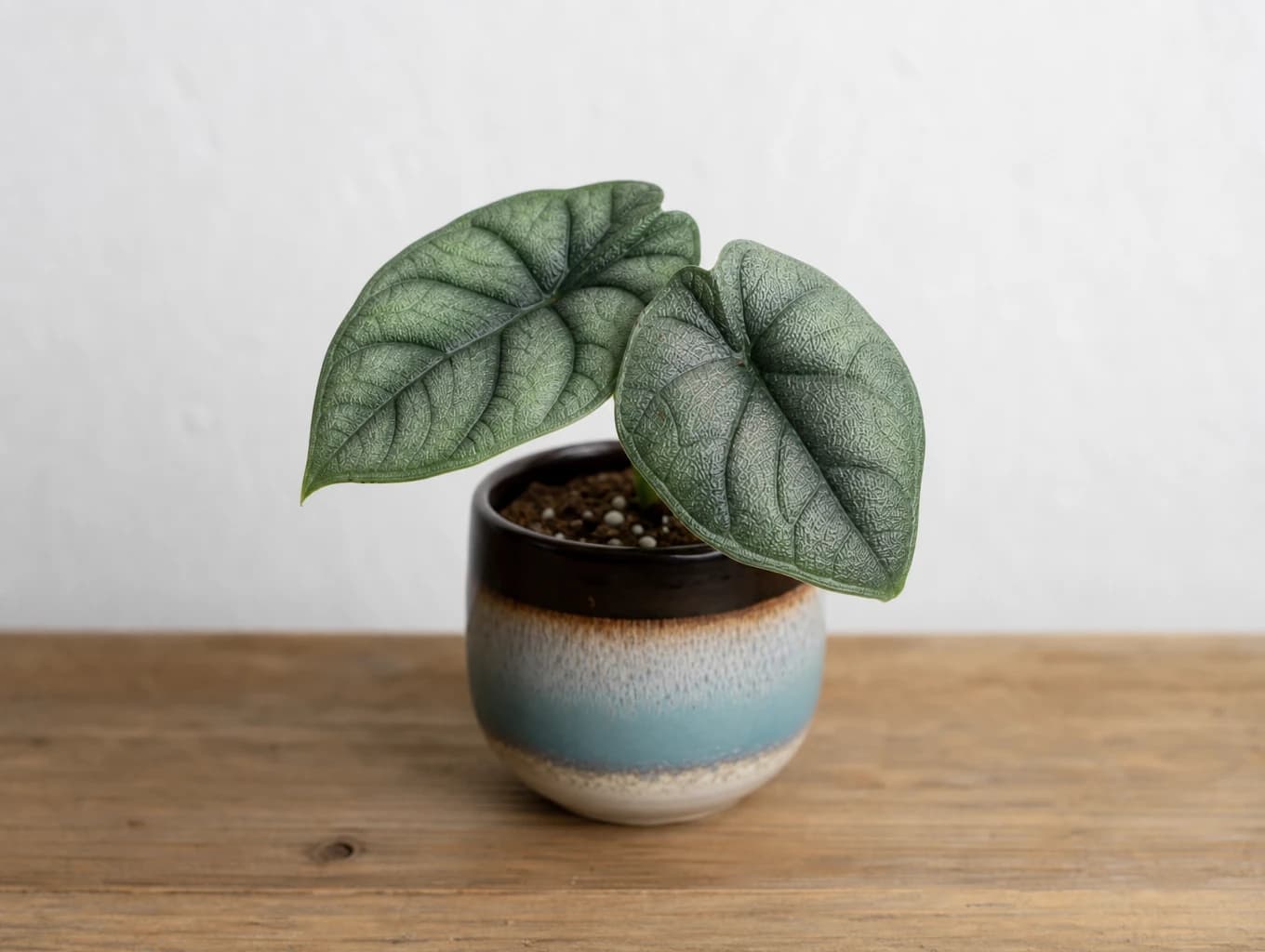 Young Alocasia melo